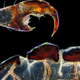 A close-up view of a louse’s claw.